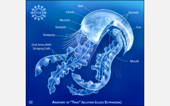 Illustration showing the anatomy of "true" jellyfish (class <em>Scyphozoa</em>)